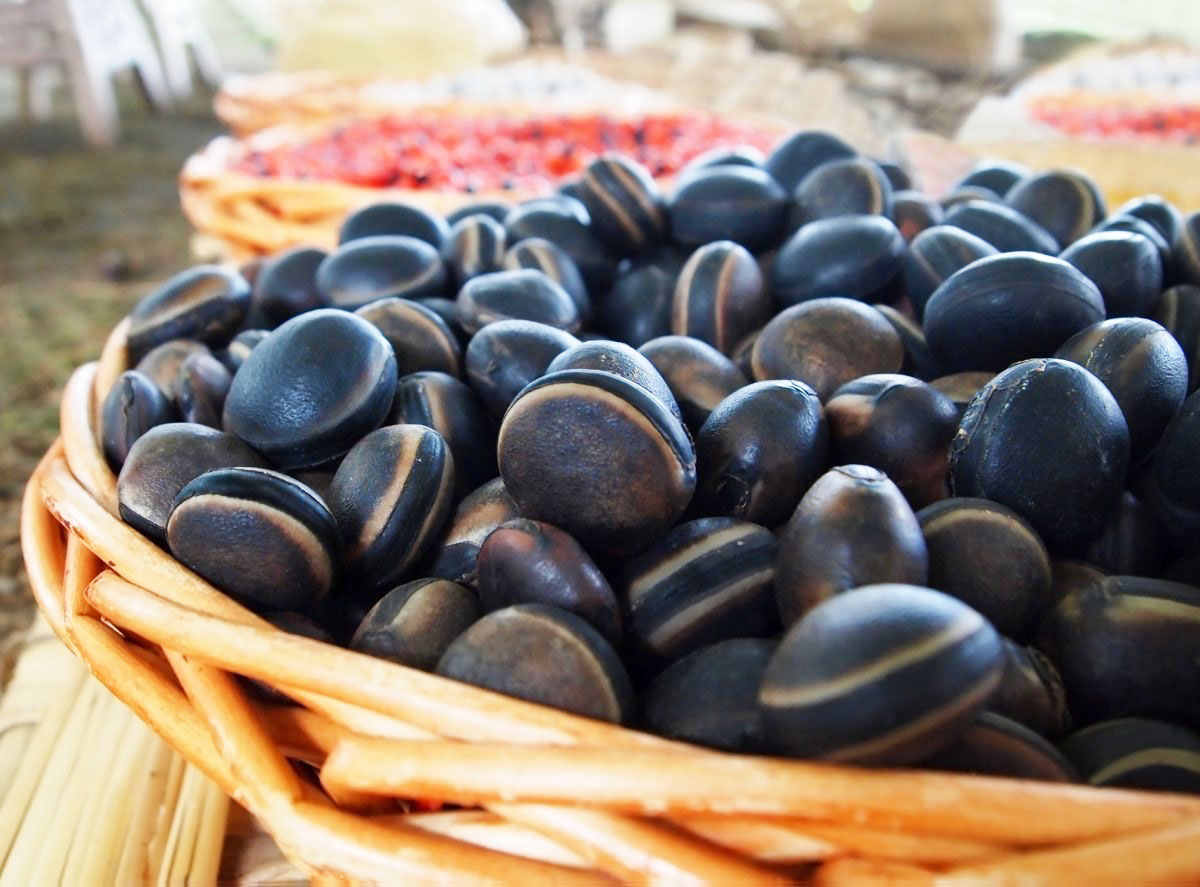 Mucuna Pruriens, Your Wonder Herb for Fertility and Reproductive Health!