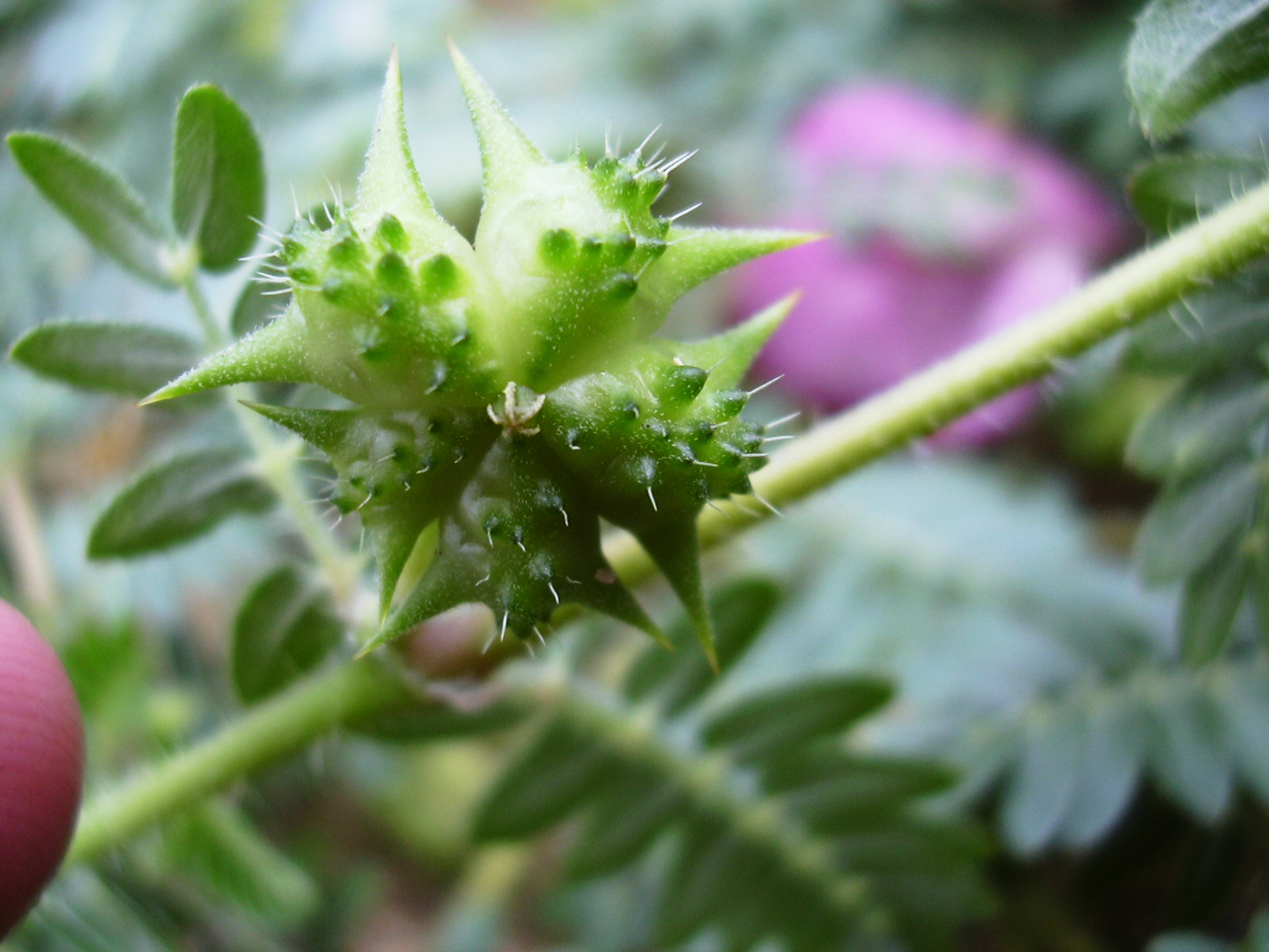 Tribulus Terrestris: Boost Your Performance and Vitality