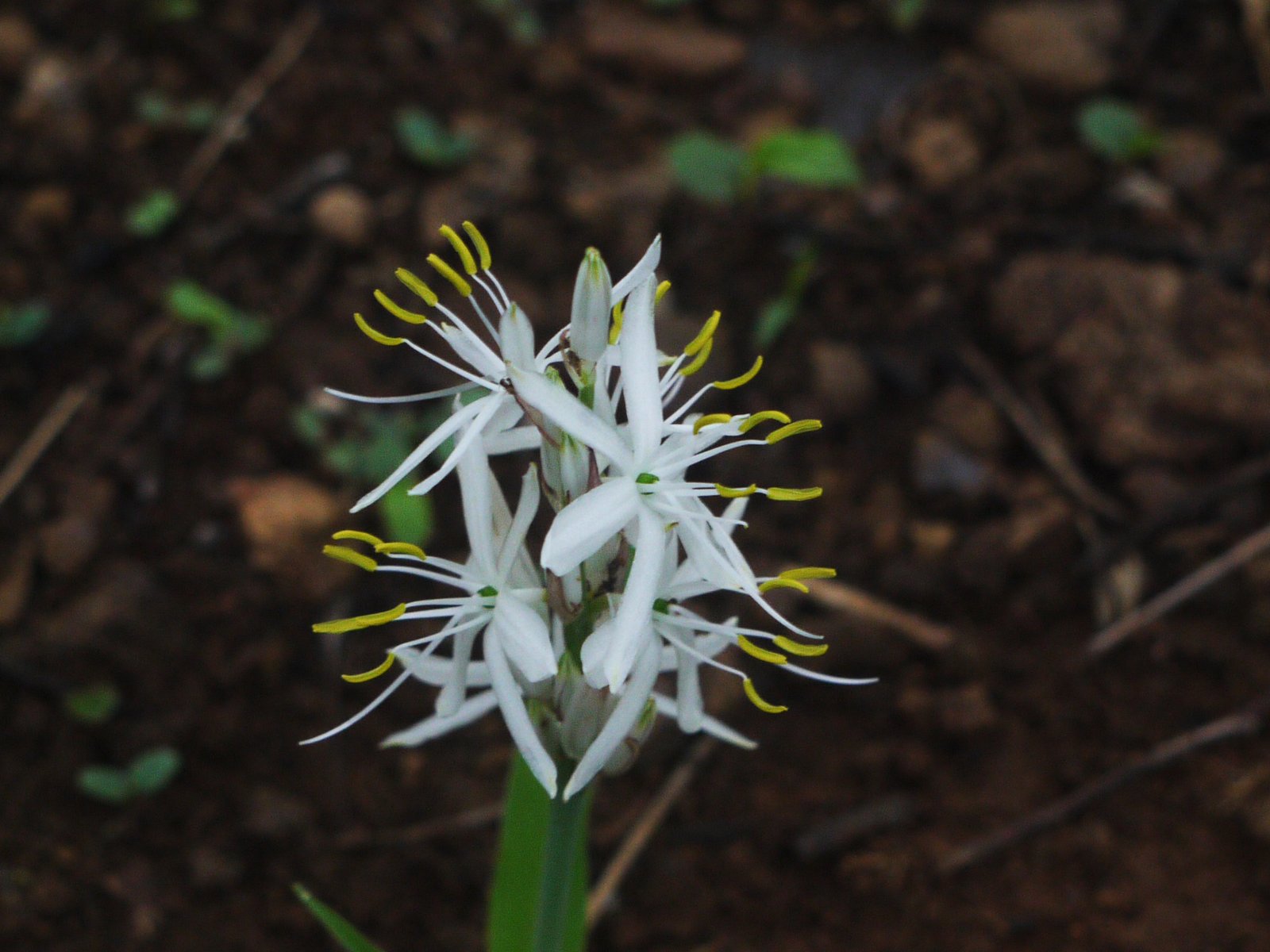 Safed Musli Benefits for Male: The Evidence and Mechanisms