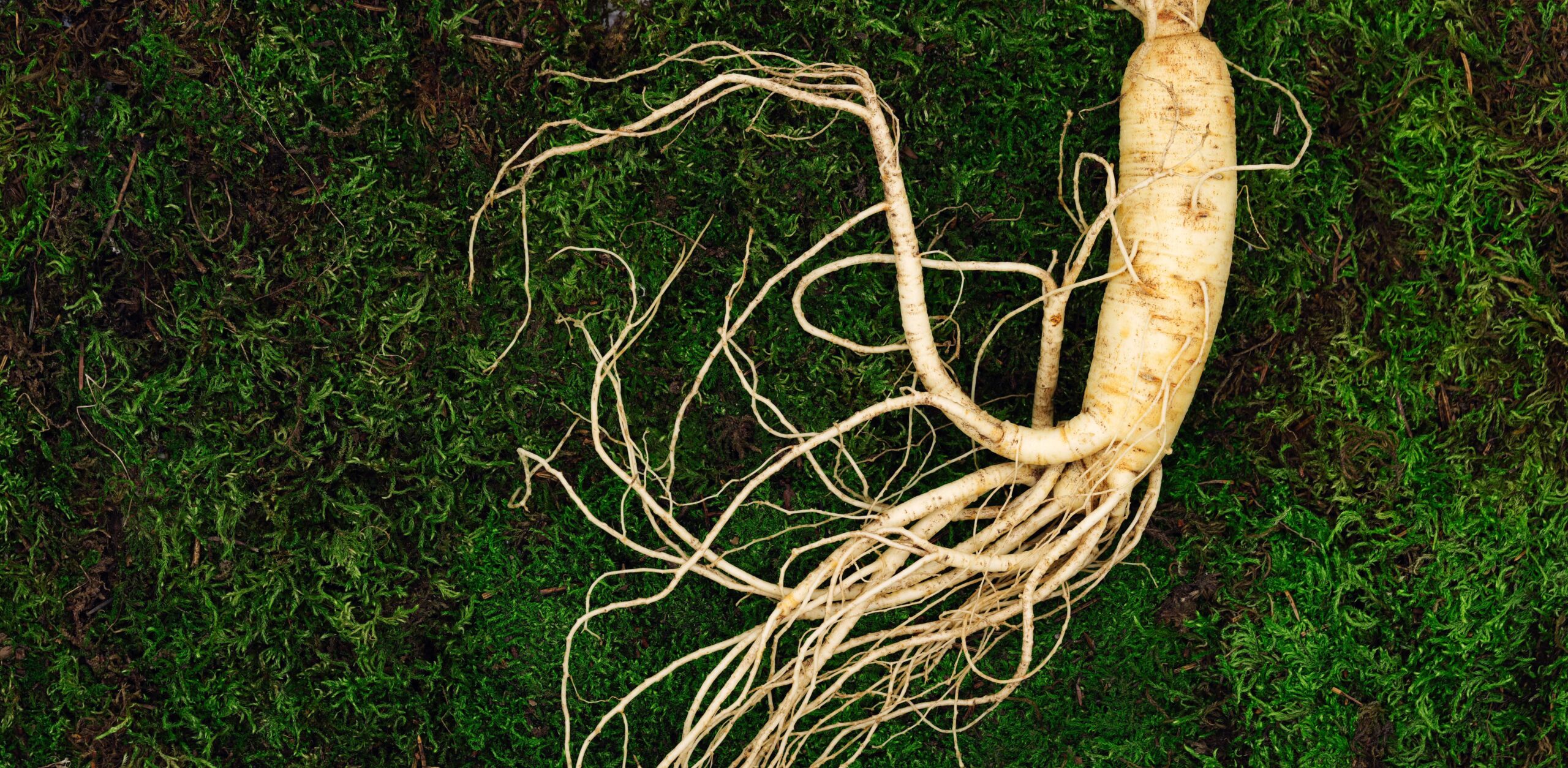 Panax Ginseng: A Natural Source of Vitality and Wellbeing for Men