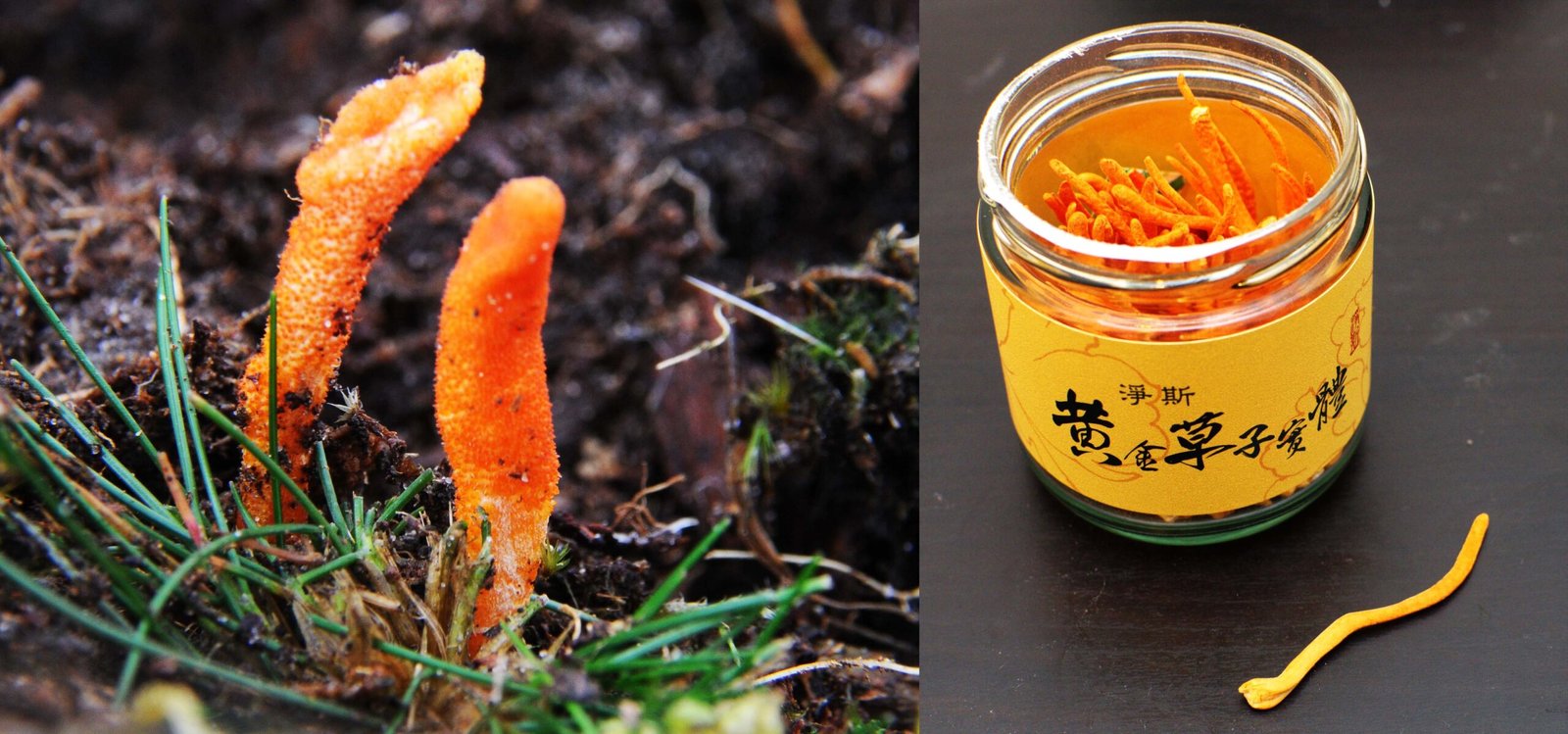 Cordyceps Benefits: Nature’s Adaptogen for Holistic Health