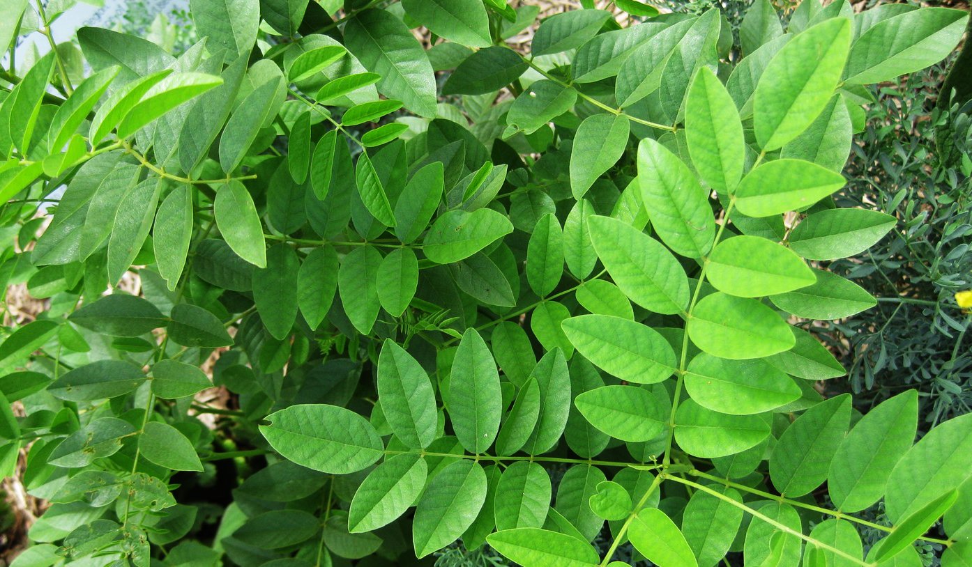 Unlocking Glycyrrhiza Glabra Benefits: The Licorice Root (Mulethi) Revolution