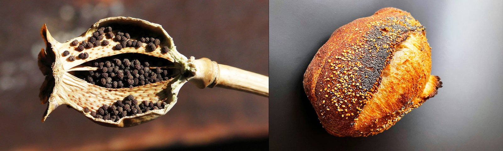 Poppy Seeds Benefits: From Ancient Kitchens to Modern Diets