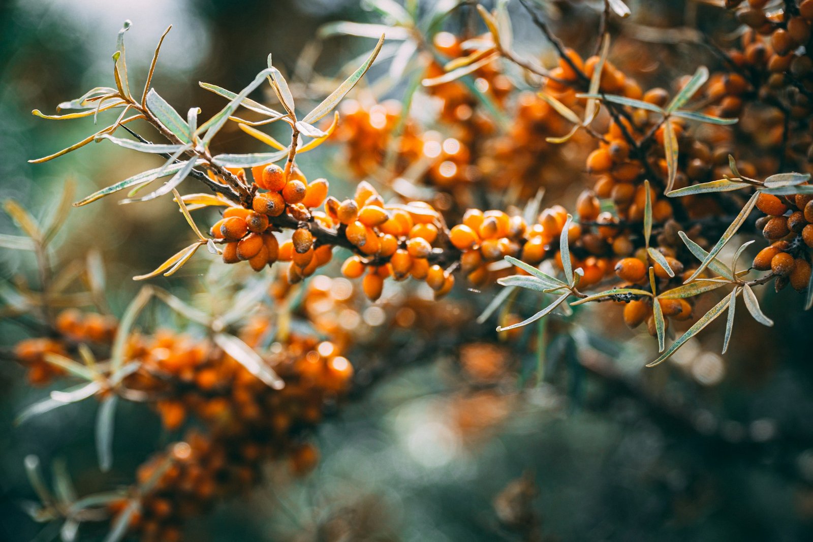 Sea Buckthorn Benefits: The Superfood Revolutionizing Health and Beauty